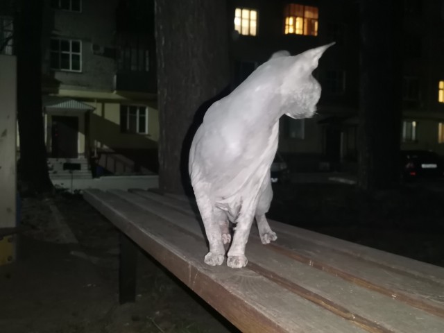Дюжина фото, подтверждающих, что коты из потустороннего мира