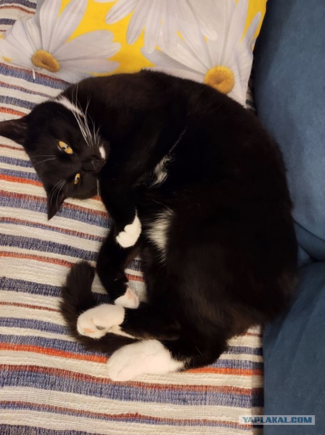 Начинаем котофторник?
