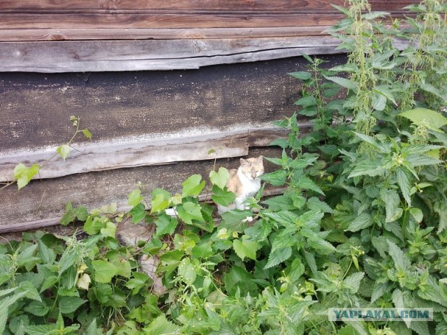 Жизнь домашнего приюта для котеек 456