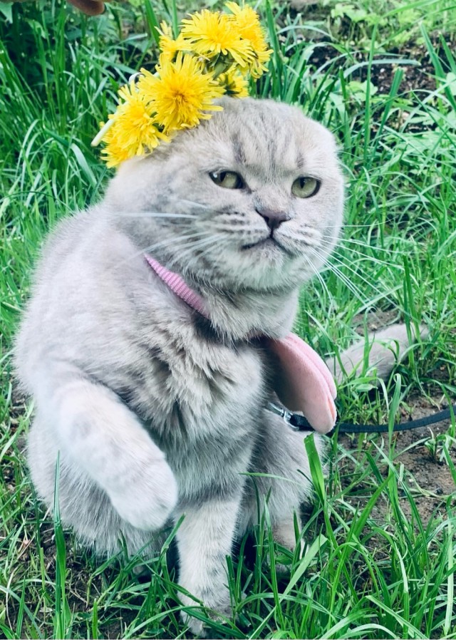 Снимки очень злых котов, которые всё равно остаются милашками