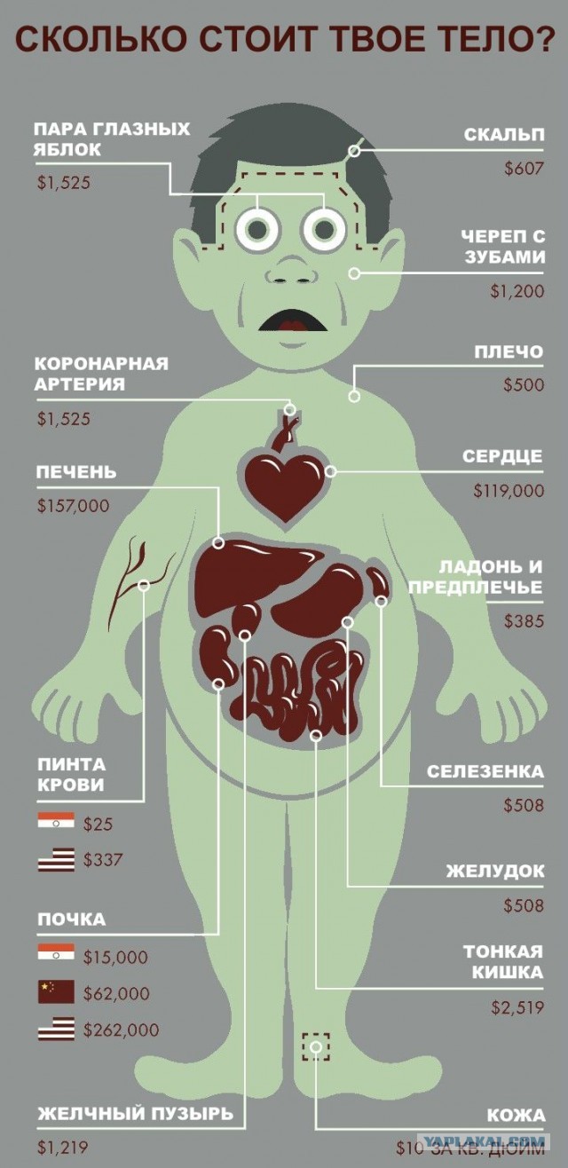 Закон разрешит посмертное изъятие органов у детей