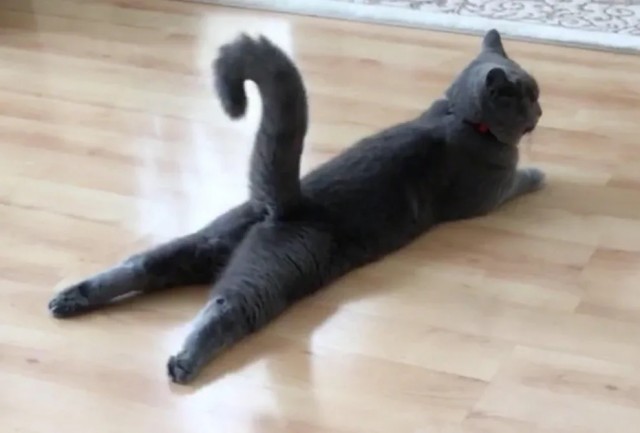 А у нас лапки