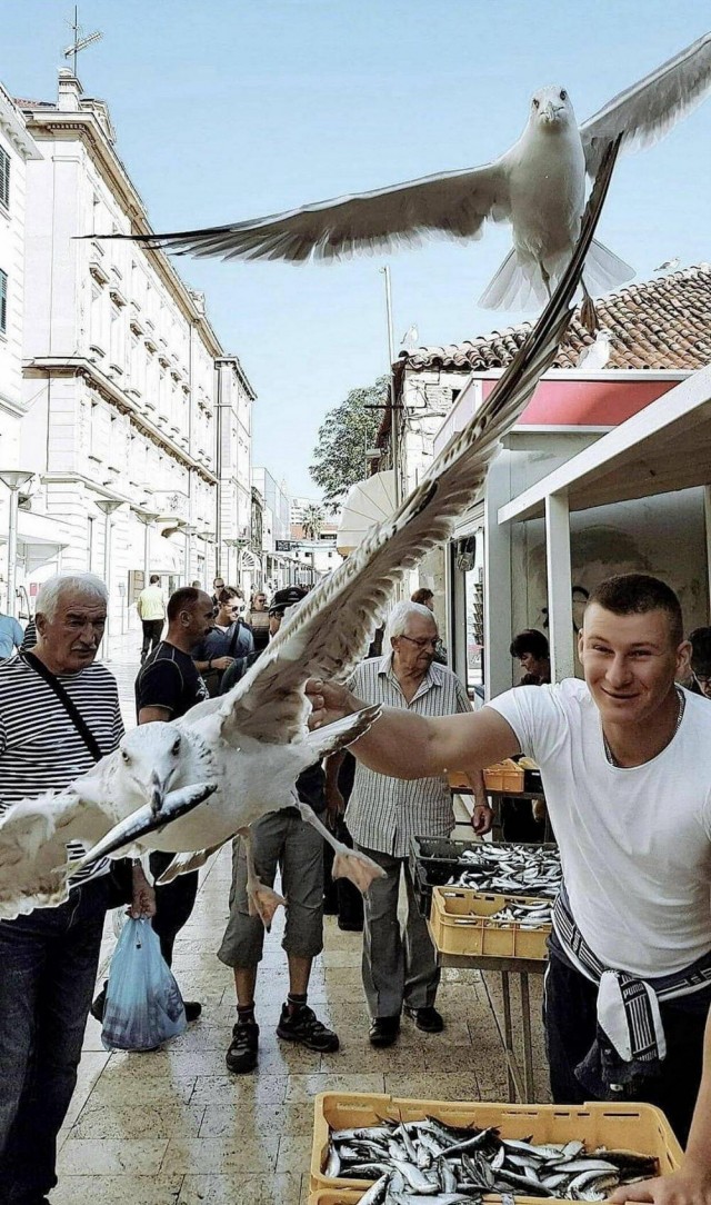 ФотоВинегрет из 45  пикч
