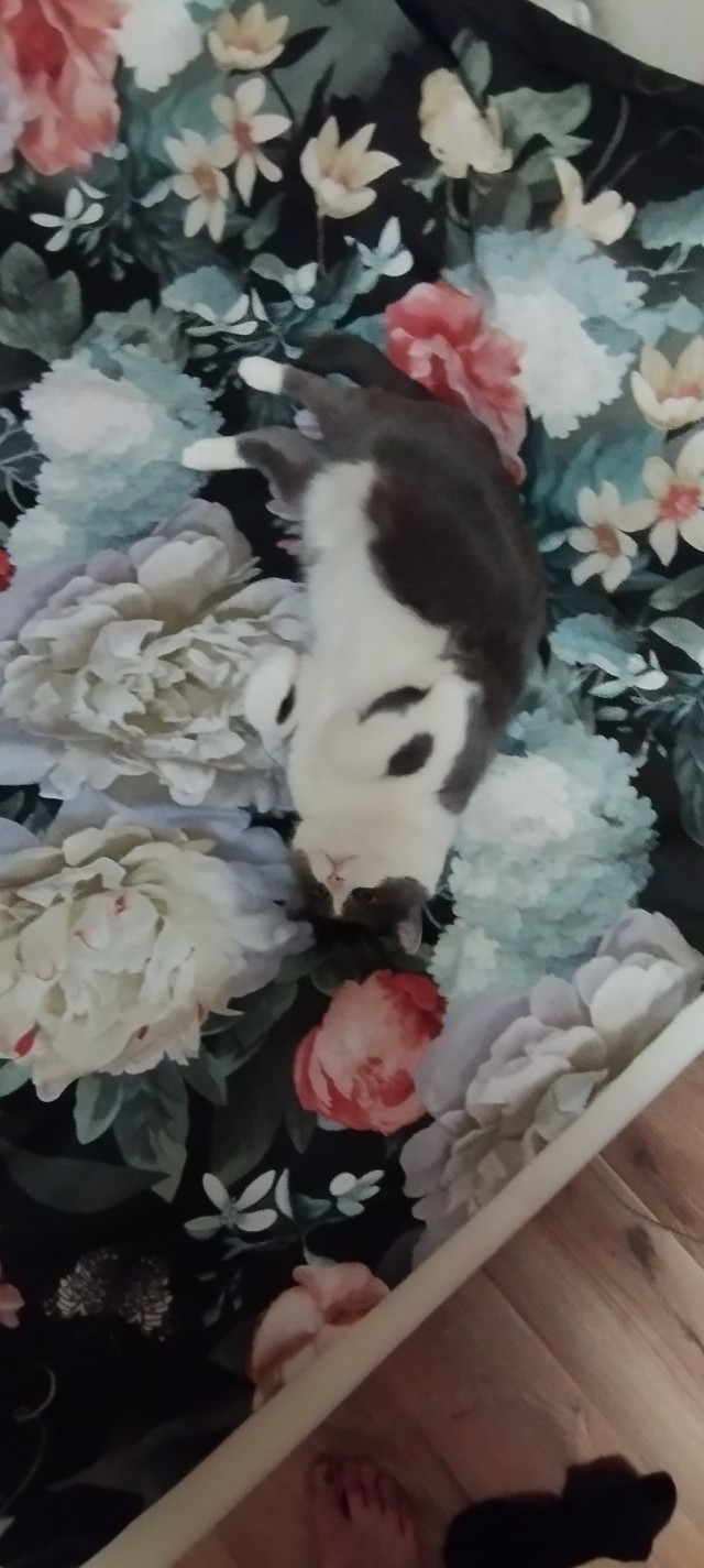 Толстые коты