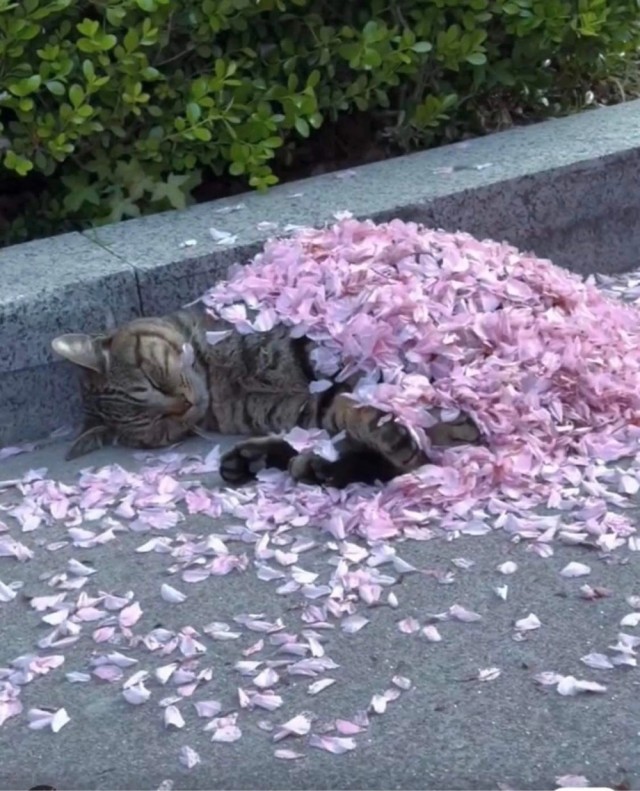 Котовтоник в картинках