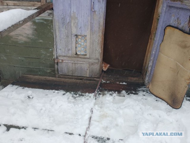 Жизнь домашнего приюта для котеек 521