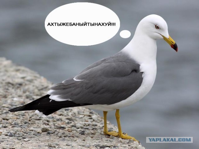 Иногда VK доставляет...