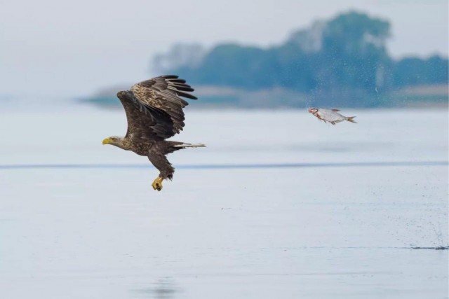 Объявлены финалисты конкурса самых забавных фотографий животных Comedy Wildlife Photography Awards 2024