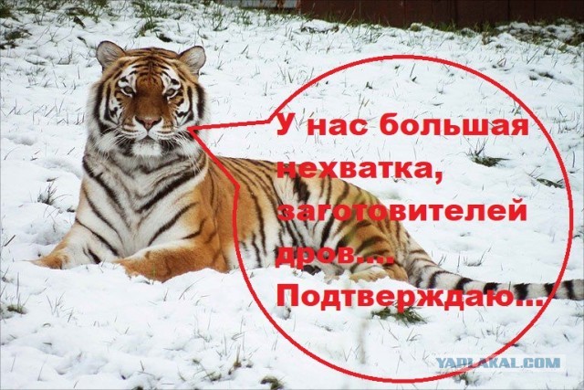Предложили новую работу - заготовитель дров.
