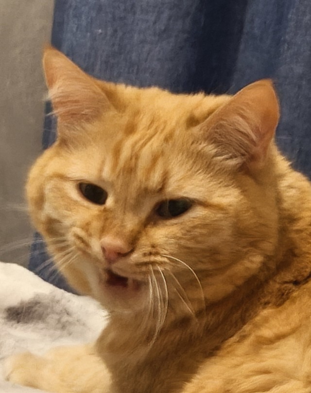 Коты, которые смирились со своей участью