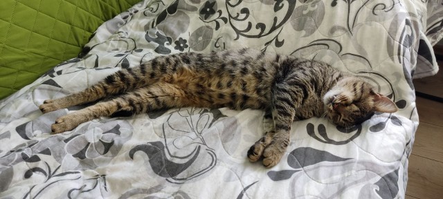 Спящий кот