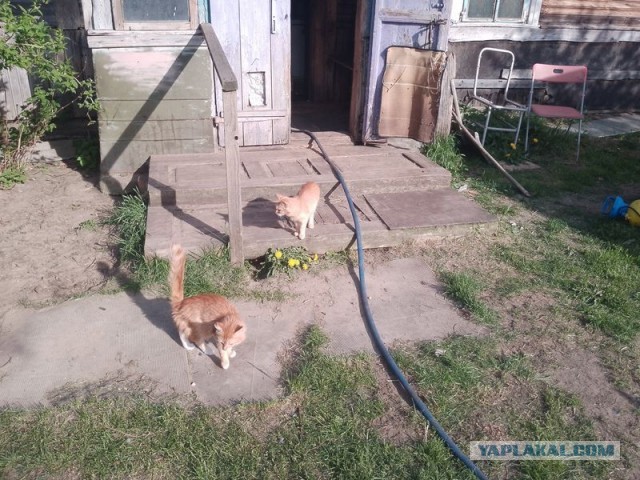 Жизнь домашнего приюта для котеек 542