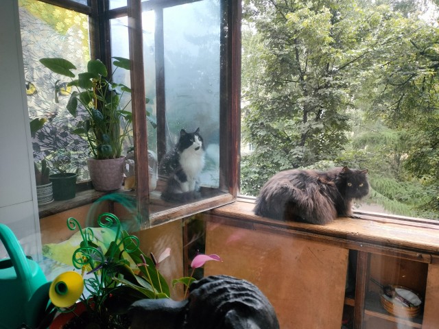 Котовторник