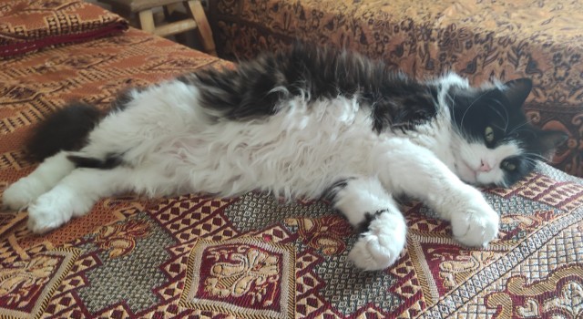 К котовторнику