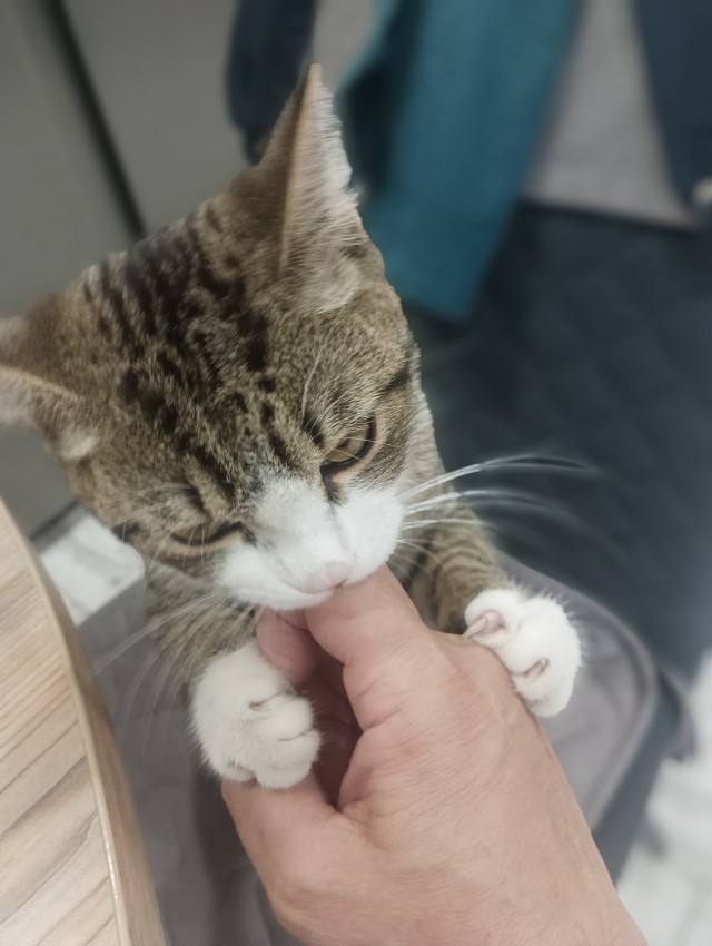 Кото вторник 2.09.2025.