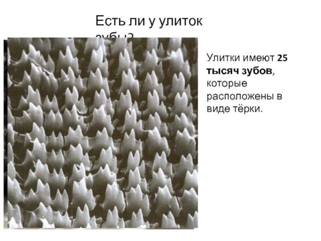 Кровь, кишки, распид@расило