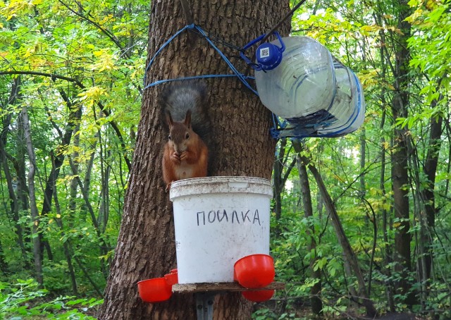 С белочкой нужно дружить заранее! Или пост про рукожопство.