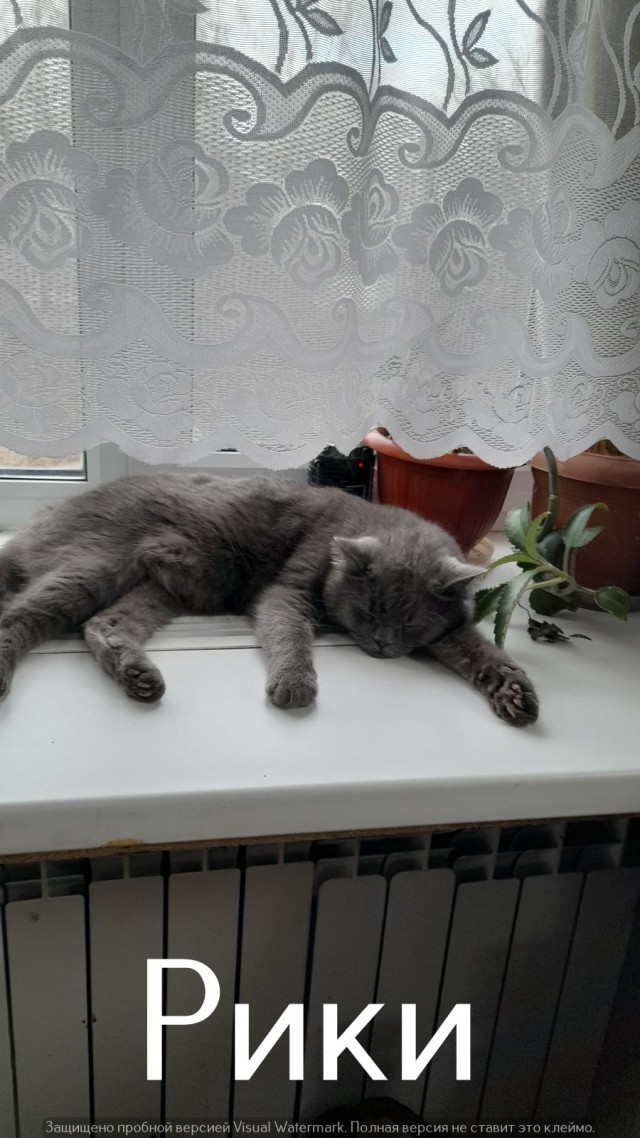 Жизнь домашнего приюта "Котоленд" 539