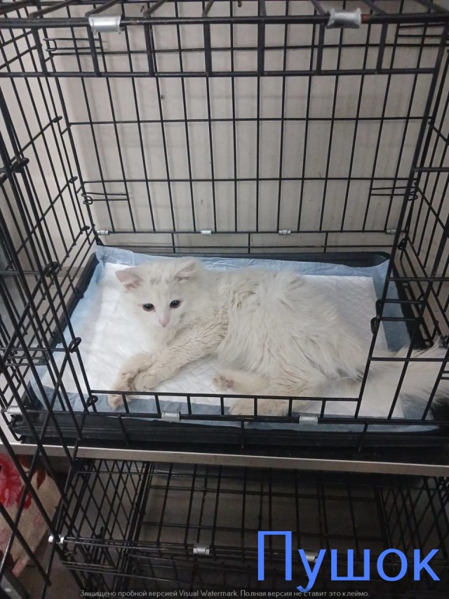 Жизнь домашнего приюта "Котоленд" 541