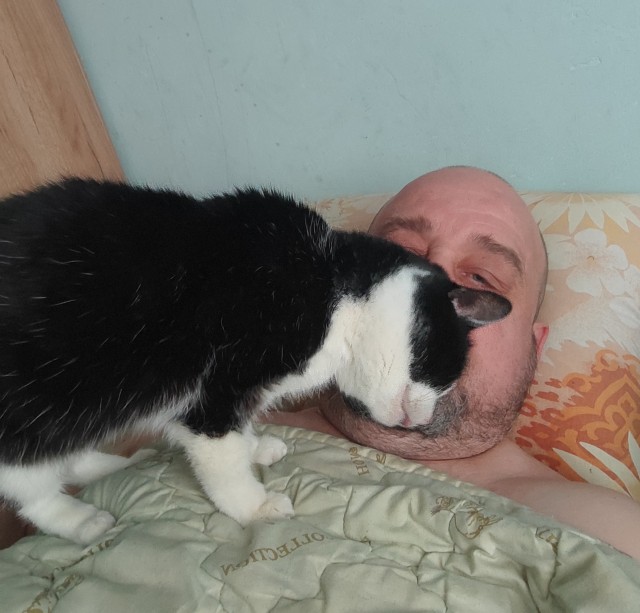 Кот шёл по улице