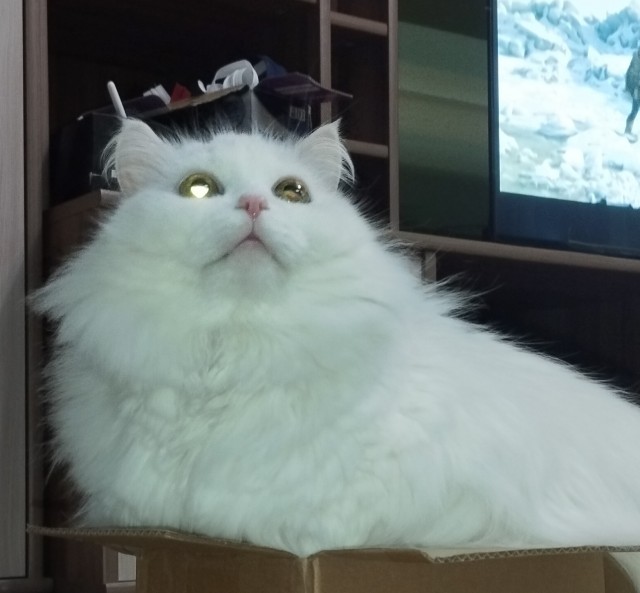 Купите своему коту автоматическую кормушку