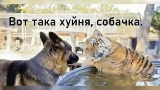 Вот такая вот ****** собачка