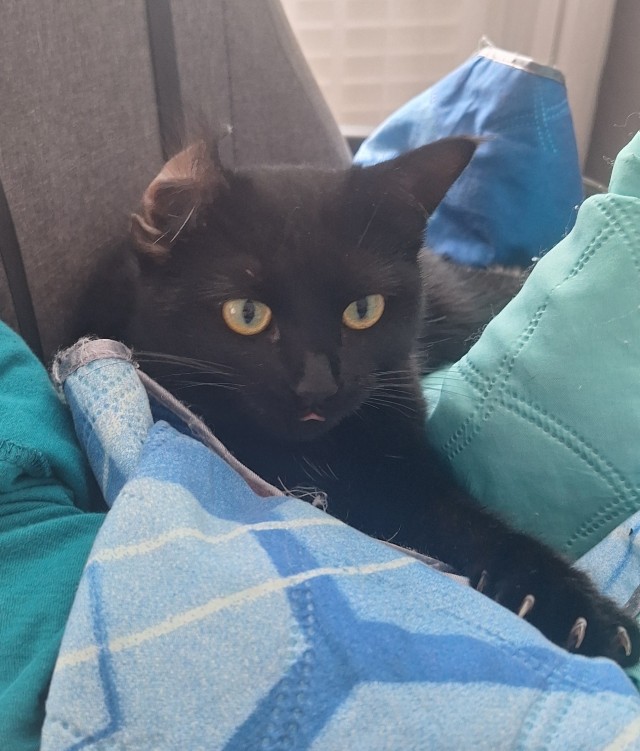 Котовторник