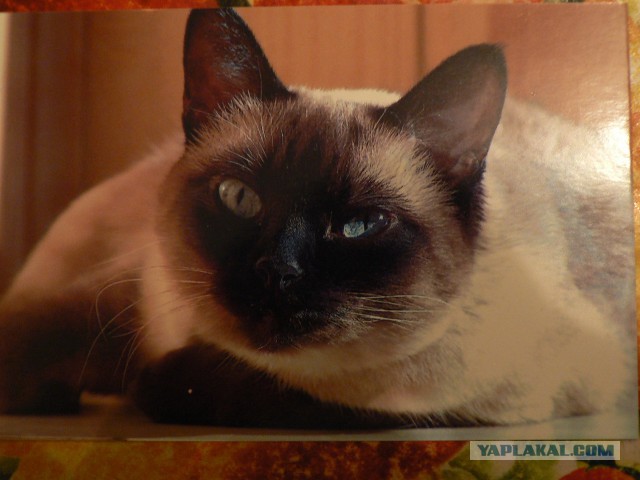 Кот барсик