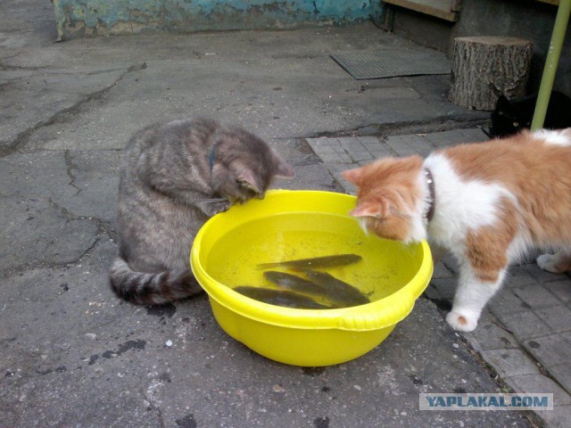 Котовторник 25.02.2014