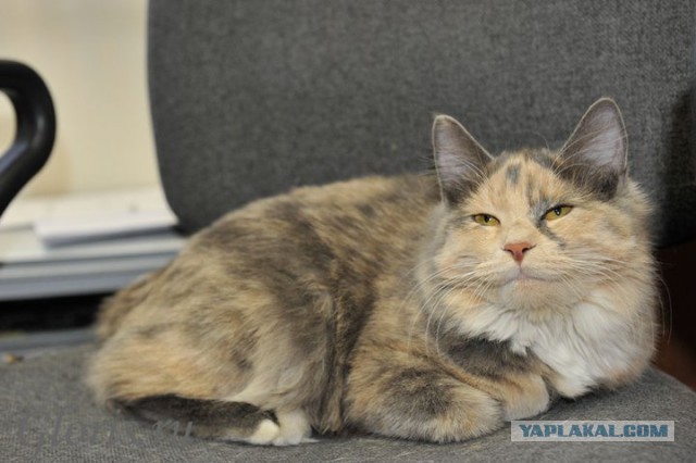 Котовторник 04.03.2014