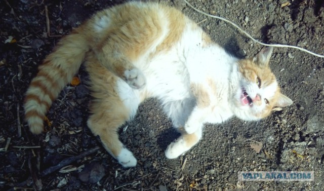 Котовторник 01.04.2014