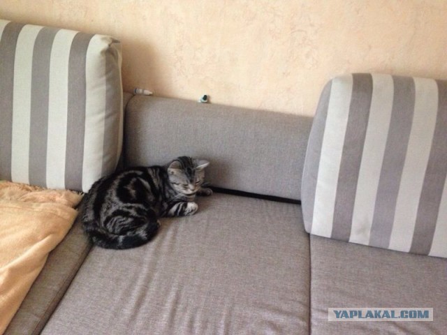 Котовторник 01.07.2014
