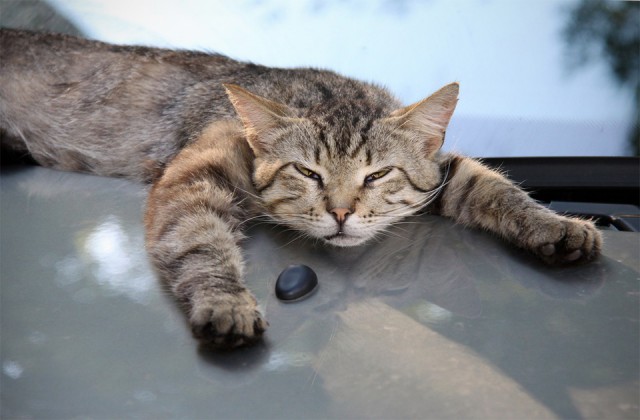 Котовторник  08.07.2014
