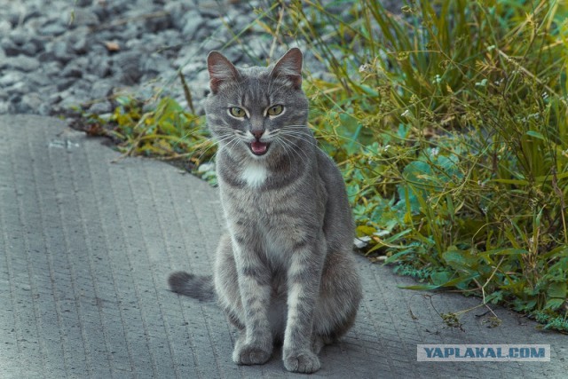 Котовторник 05.08.2014