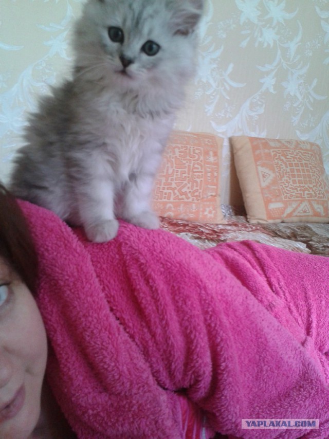 Котовторник 09.09.2014