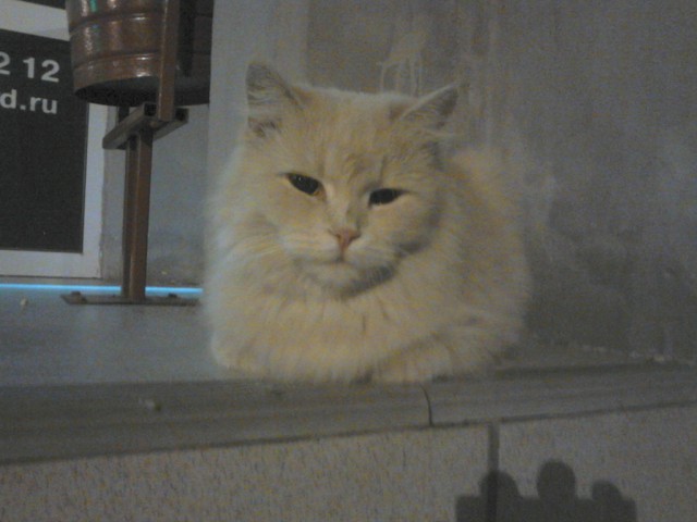 Котовторник 30.09.2014