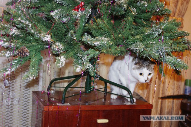 Котовторник 30.12.2014
