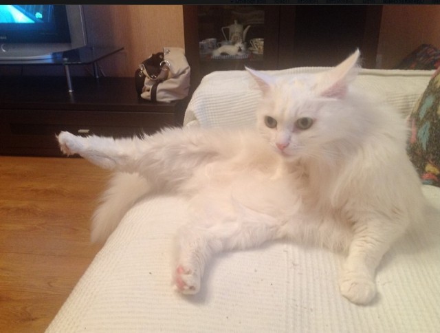 Котовторник