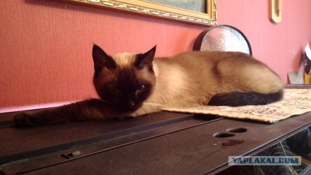 Котовторник 31.03.2015