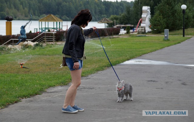 Котовторник