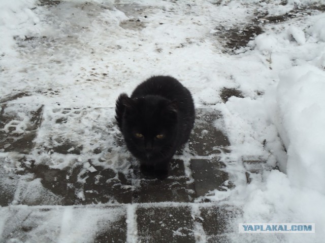 Мой личный котоленд 4