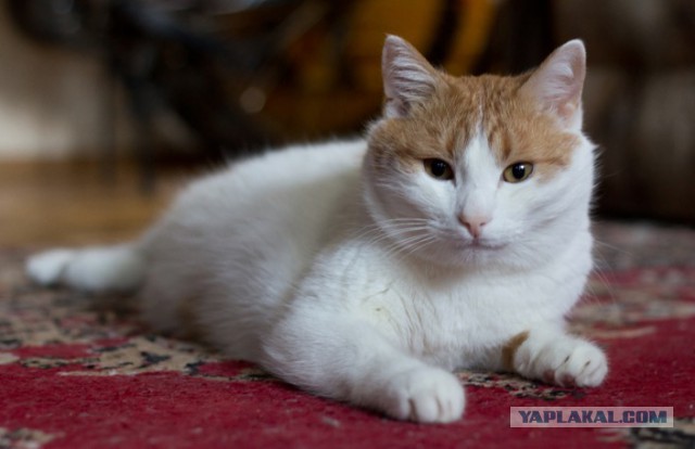 Котовторник 19.01.2016