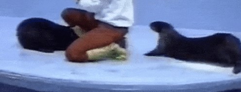 Отвлеки его! Притворись, что ты играешь