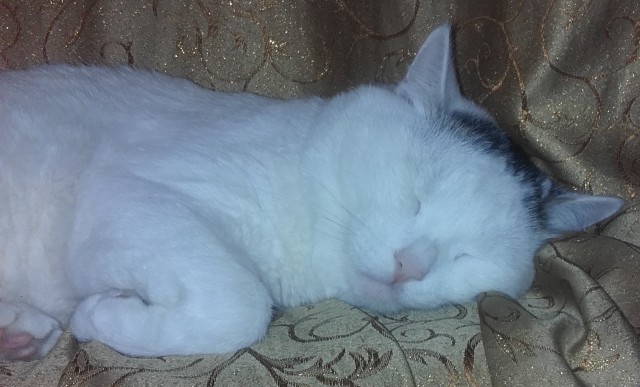 Домашние коты на природе