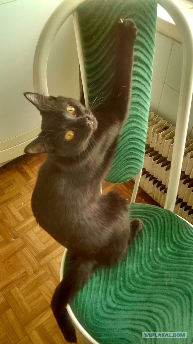 Котовторник 14.03.2017