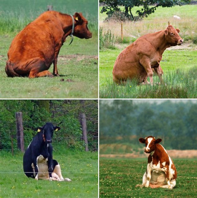 Коровы выглядят довольно странно, когда решают посидеть на травке