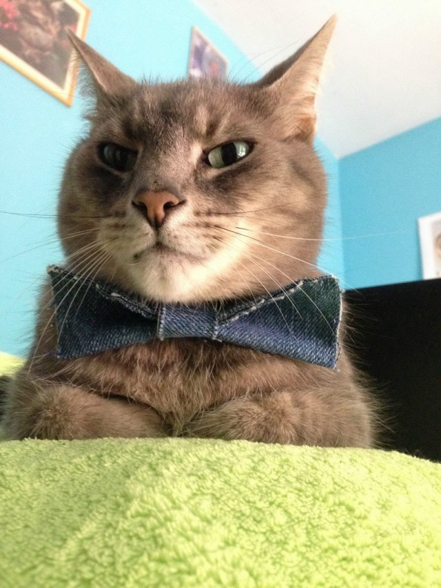 Коты и Кошки