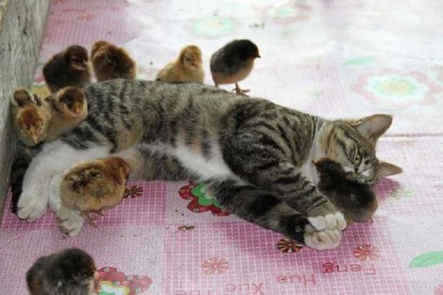 Коты и Кошки