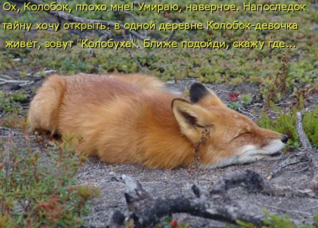 Подборка забавных животных