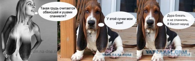 Александра Даддарио на немецкой премьере фильма «Спасатели Малибу»